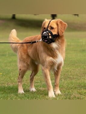 Baskerville Ultra Dog Muzzle Black, Comfortable Basket Muzzle Size 4